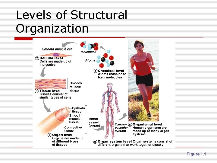 Levels of Structural Organization Figure 1. 1 