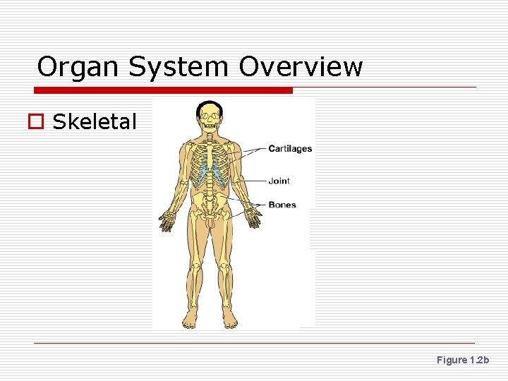 Organ System Overview o Skeletal Figure 1. 2 b 