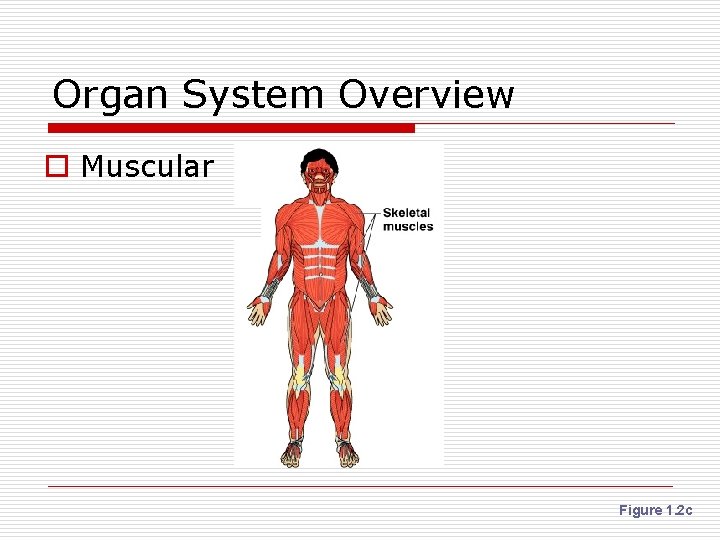 Organ System Overview o Muscular Figure 1. 2 c 