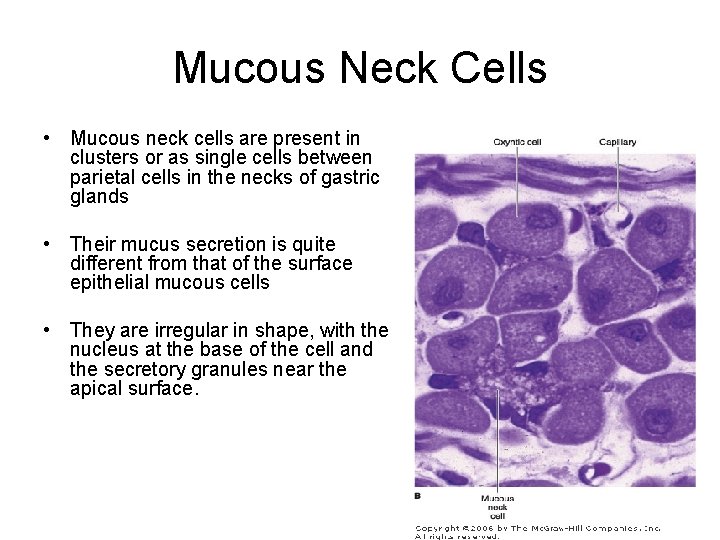 Mucous Neck Cells • Mucous neck cells are present in clusters or as single