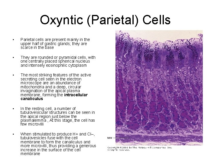 Oxyntic (Parietal) Cells • Parietal cells are present mainly in the upper half of