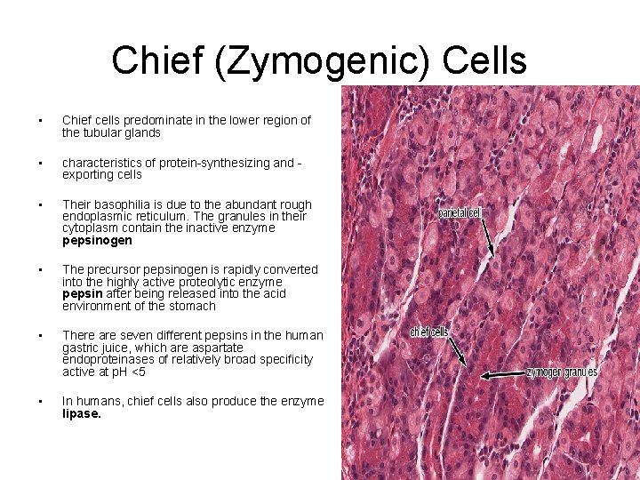 Chief (Zymogenic) Cells • Chief cells predominate in the lower region of the tubular