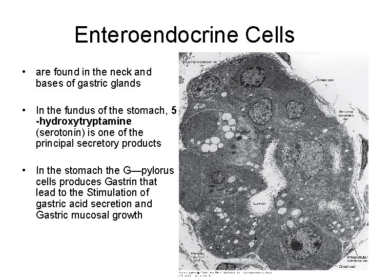 Enteroendocrine Cells • are found in the neck and bases of gastric glands •