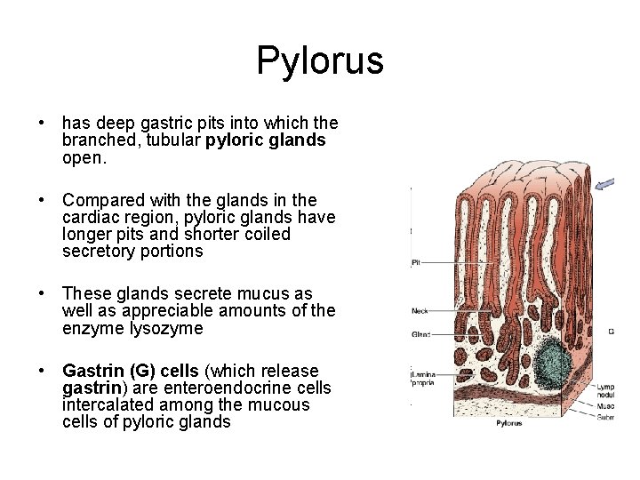 Pylorus • has deep gastric pits into which the branched, tubular pyloric glands open.