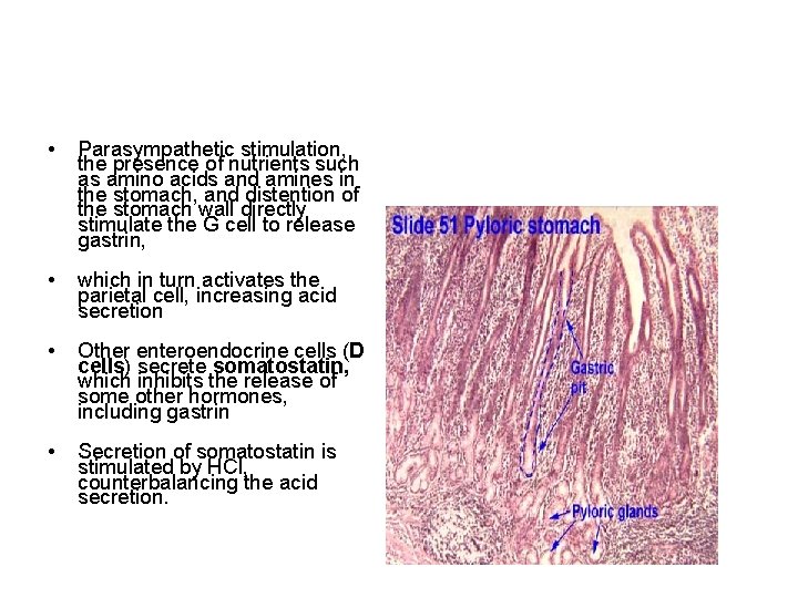  • Parasympathetic stimulation, the presence of nutrients such as amino acids and amines