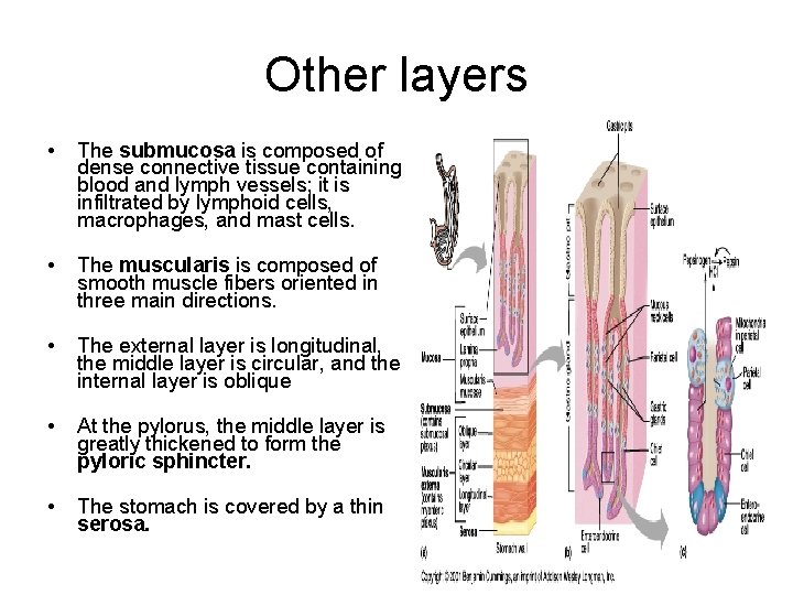 Other layers • The submucosa is composed of dense connective tissue containing blood and