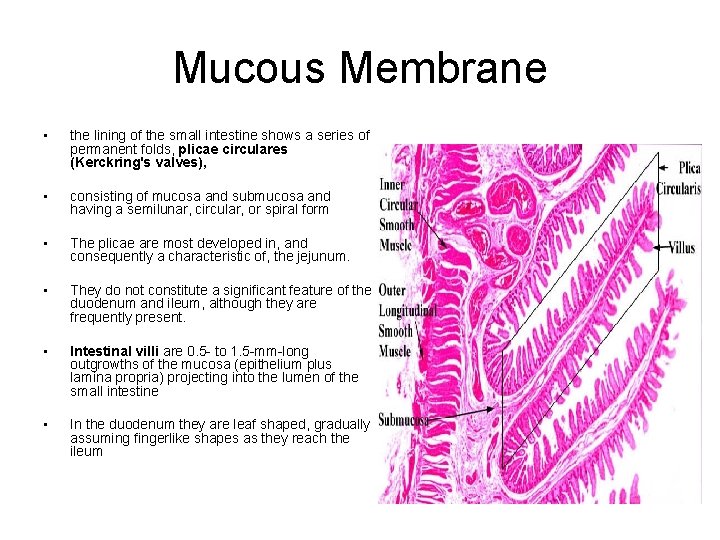 Mucous Membrane • the lining of the small intestine shows a series of permanent