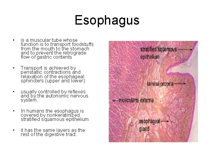 Esophagus • is a muscular tube whose function is to transport foodstuffs from the