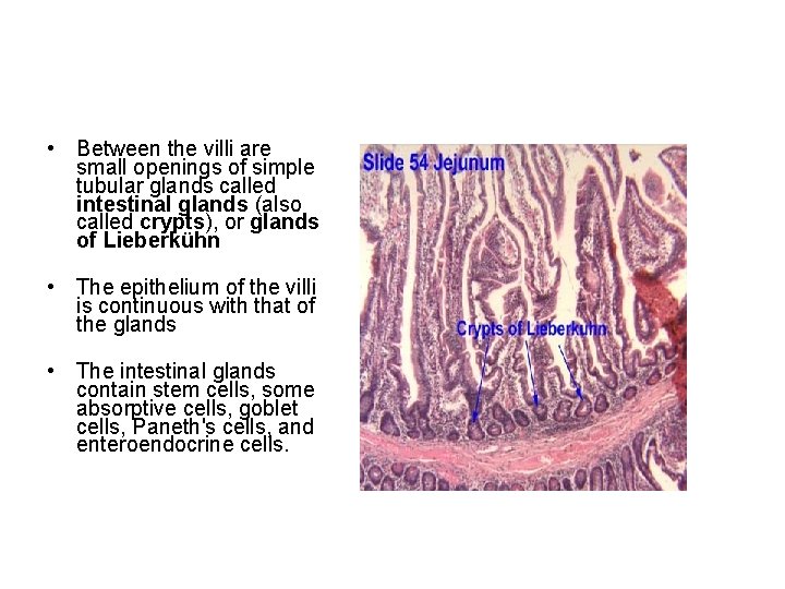  • Between the villi are small openings of simple tubular glands called intestinal