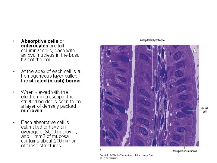  • Absorptive cells or enterocytes are tall columnar cells, each with an oval