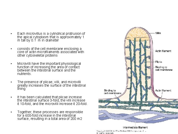  • Each microvillus is a cylindrical protrusion of the apical cytoplasm that is