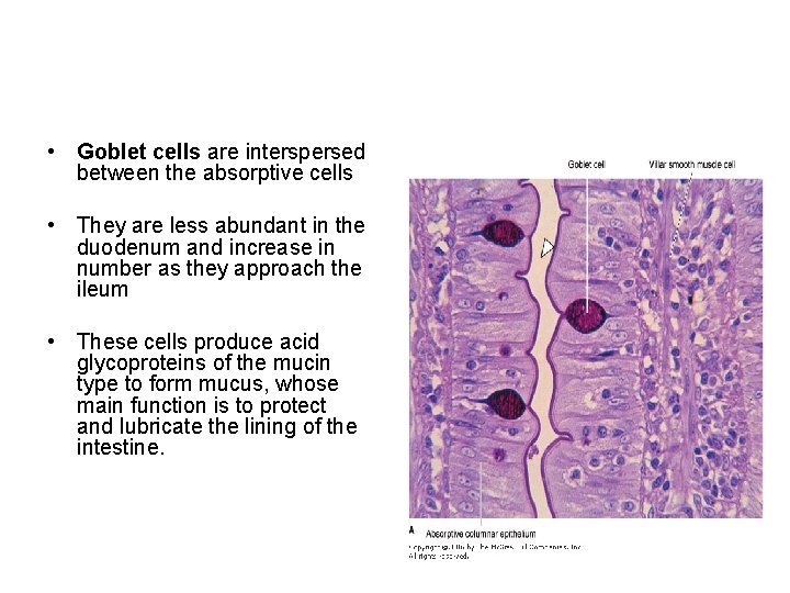  • Goblet cells are interspersed between the absorptive cells • They are less