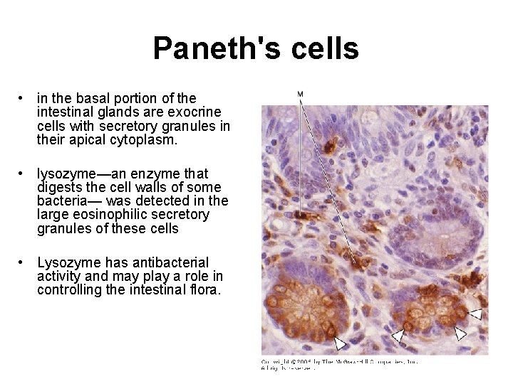 Paneth's cells • in the basal portion of the intestinal glands are exocrine cells