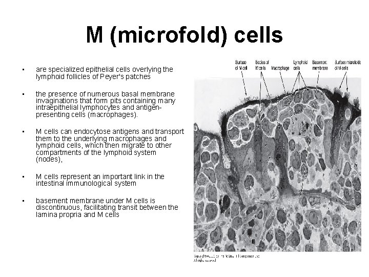 M (microfold) cells • are specialized epithelial cells overlying the lymphoid follicles of Peyer's