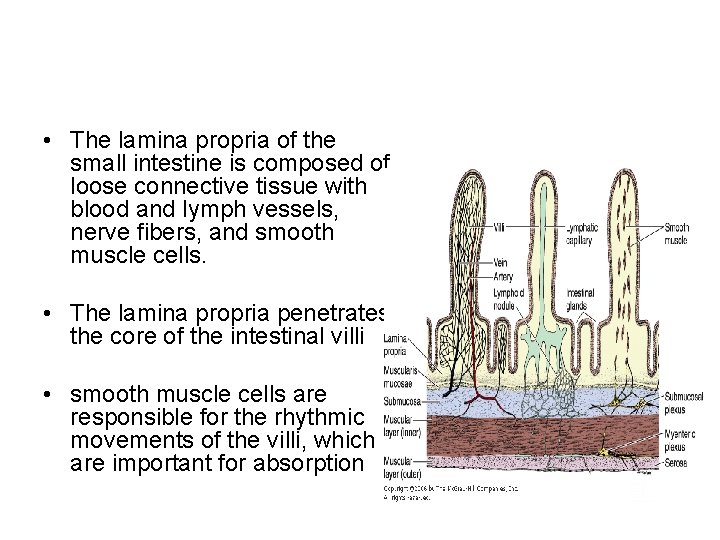  • The lamina propria of the small intestine is composed of loose connective