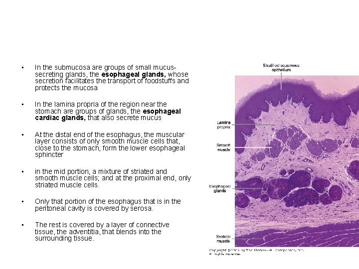  • In the submucosa are groups of small mucussecreting glands, the esophageal glands,