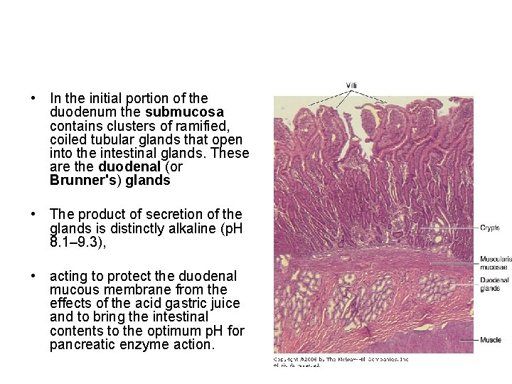  • In the initial portion of the duodenum the submucosa contains clusters of