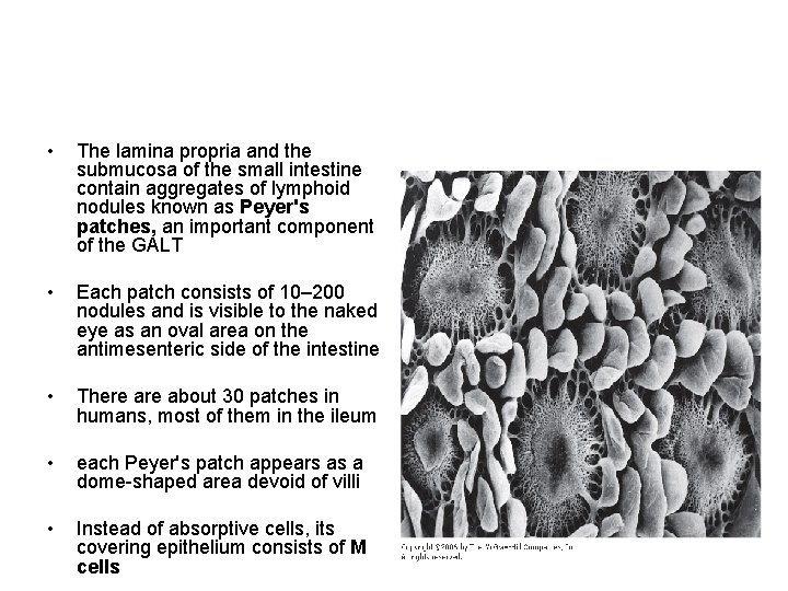  • The lamina propria and the submucosa of the small intestine contain aggregates