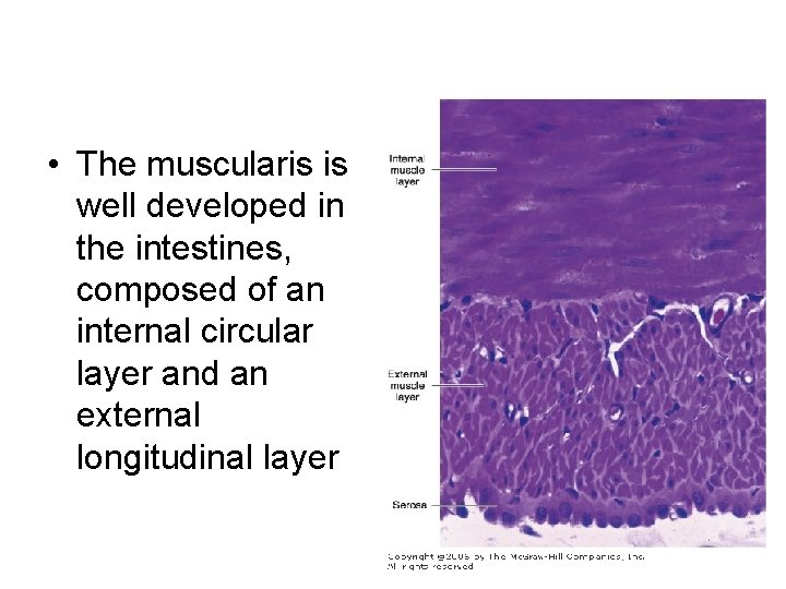  • The muscularis is well developed in the intestines, composed of an internal
