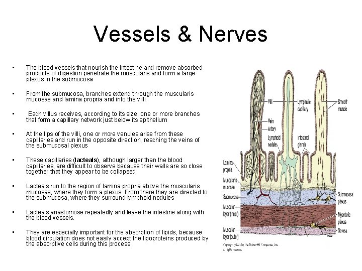 Vessels & Nerves • The blood vessels that nourish the intestine and remove absorbed
