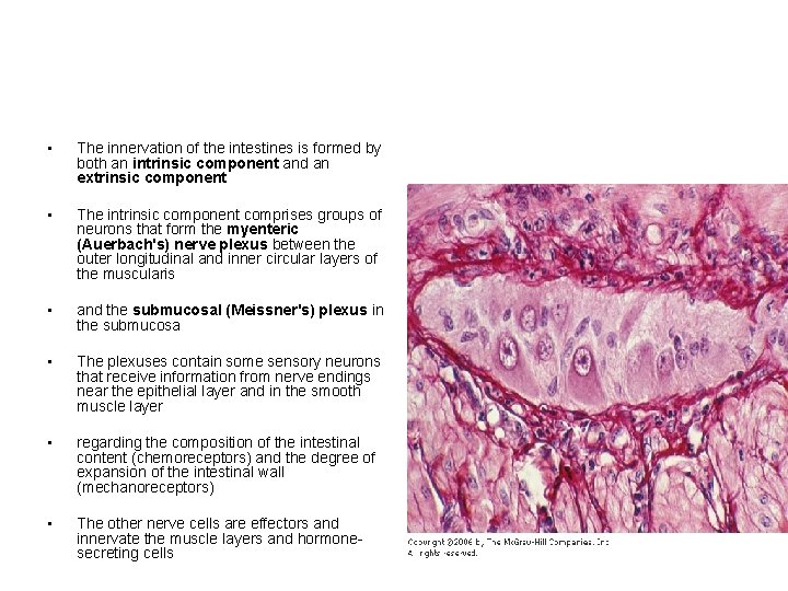  • The innervation of the intestines is formed by both an intrinsic component