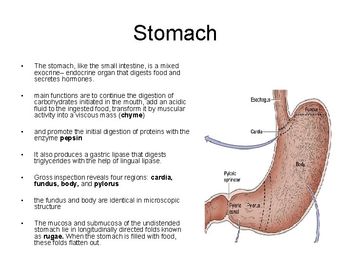 Stomach • The stomach, like the small intestine, is a mixed exocrine– endocrine organ