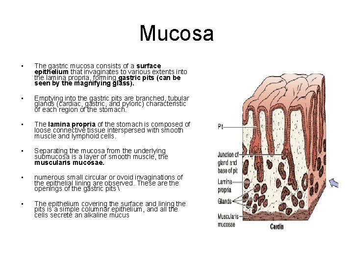 Mucosa • The gastric mucosa consists of a surface epithelium that invaginates to various