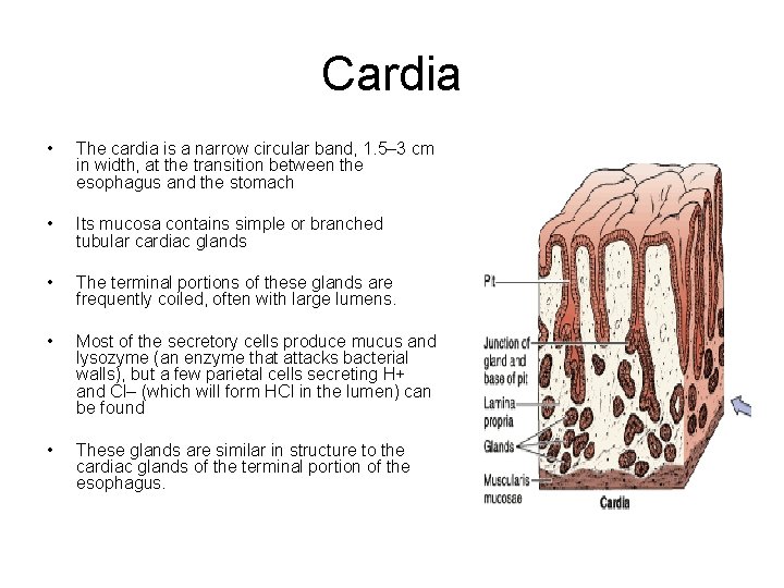 Cardia • The cardia is a narrow circular band, 1. 5– 3 cm in