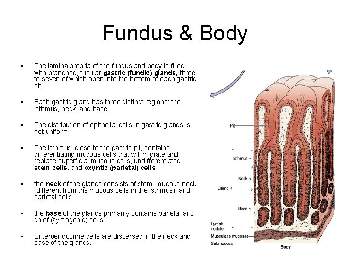 Fundus & Body • The lamina propria of the fundus and body is filled