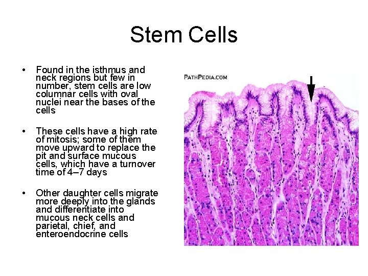 Stem Cells • Found in the isthmus and neck regions but few in number,