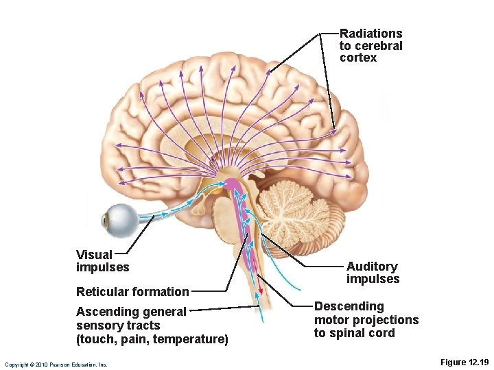 Radiations to cerebral cortex Visual impulses Reticular formation Ascending general sensory tracts (touch, pain,