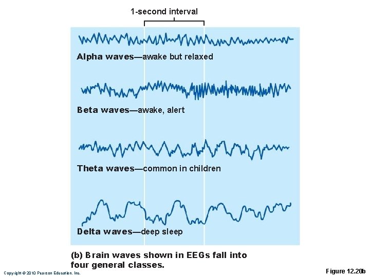 1 -second interval Alpha waves—awake but relaxed Beta waves—awake, alert Theta waves—common in children