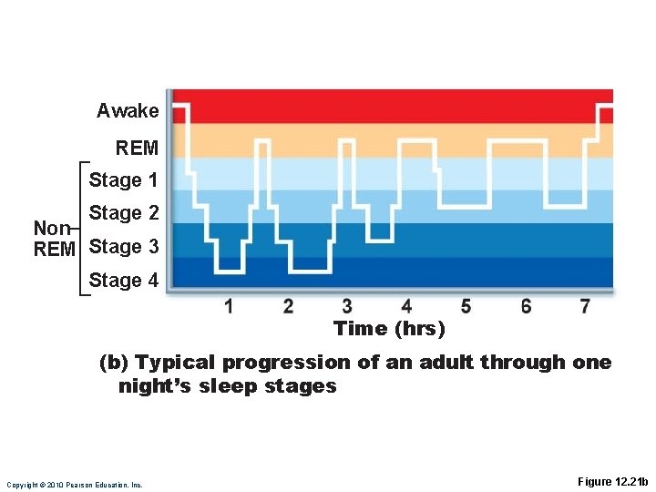 Awake REM Stage 1 Stage 2 Non REM Stage 3 Stage 4 Time (hrs)