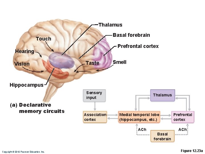 Thalamus Basal forebrain Touch Prefrontal cortex Hearing Vision Taste Smell Hippocampus Sensory input (a)