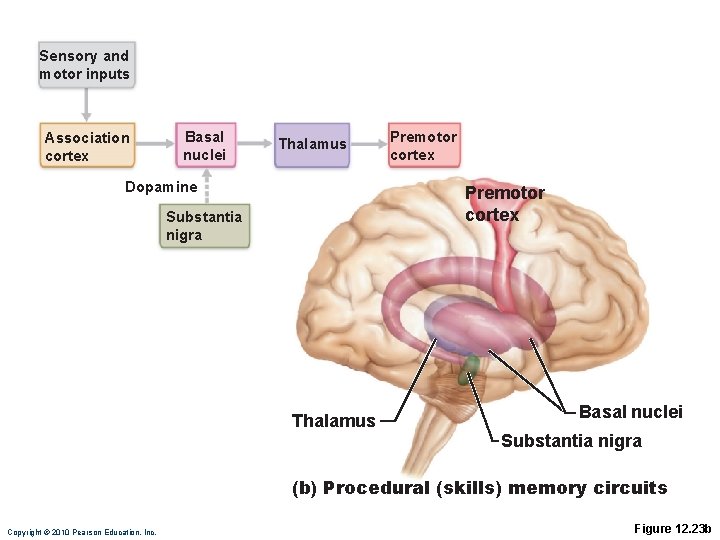 Sensory and motor inputs Association cortex Basal nuclei Thalamus Dopamine Premotor cortex Substantia nigra