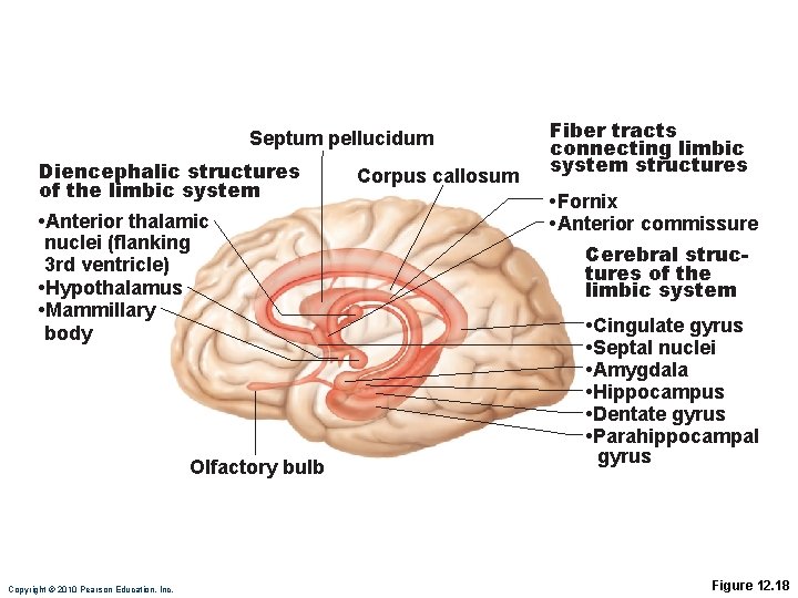 Septum pellucidum Diencephalic structures of the limbic system • Anterior thalamic nuclei (flanking 3