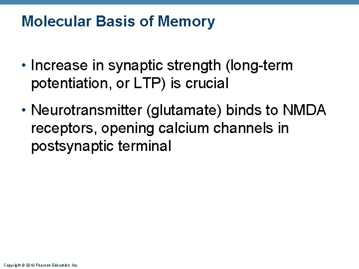 Molecular Basis of Memory • Increase in synaptic strength (long-term potentiation, or LTP) is