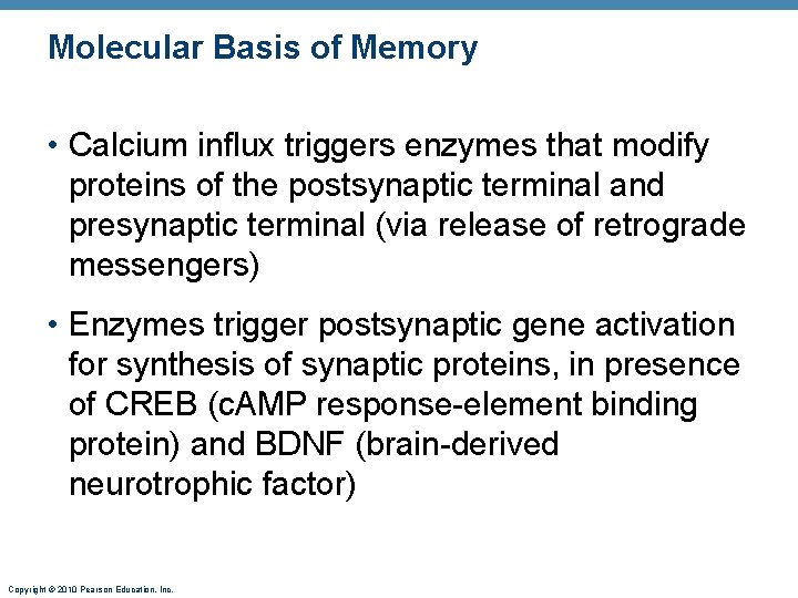 Molecular Basis of Memory • Calcium influx triggers enzymes that modify proteins of the