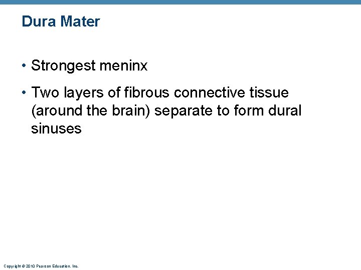 Dura Mater • Strongest meninx • Two layers of fibrous connective tissue (around the