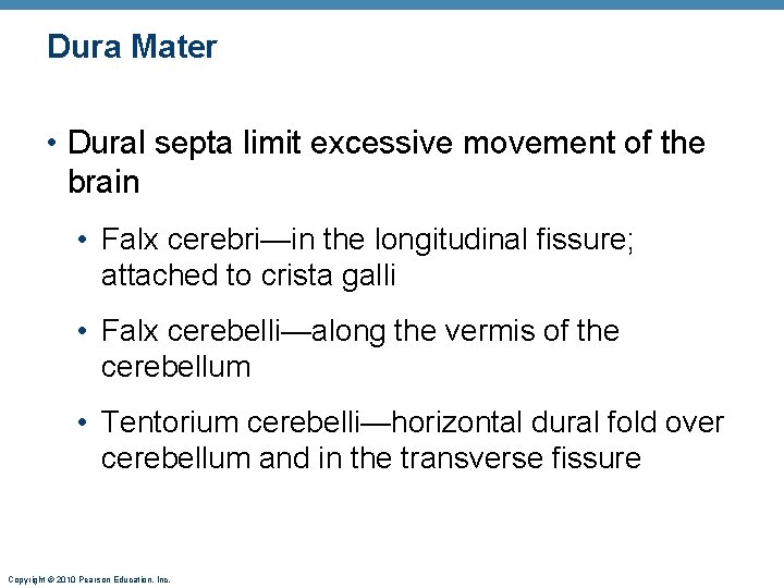 Dura Mater • Dural septa limit excessive movement of the brain • Falx cerebri—in