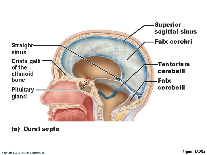 Superior sagittal sinus Straight sinus Crista galli of the ethmoid bone Pituitary gland Falx