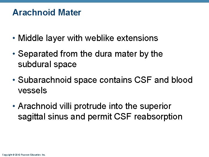 Arachnoid Mater • Middle layer with weblike extensions • Separated from the dura mater