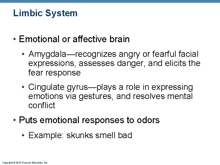 Limbic System • Emotional or affective brain • Amygdala—recognizes angry or fearful facial expressions,