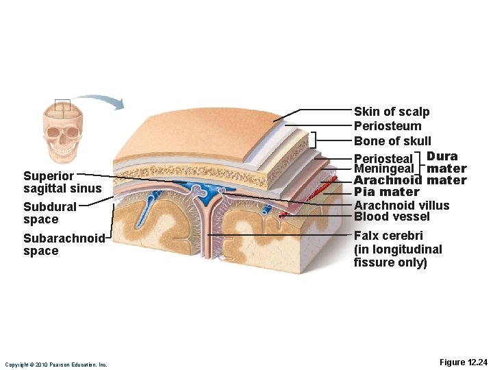 Superior sagittal sinus Subdural space Subarachnoid space Copyright © 2010 Pearson Education, Inc. Skin
