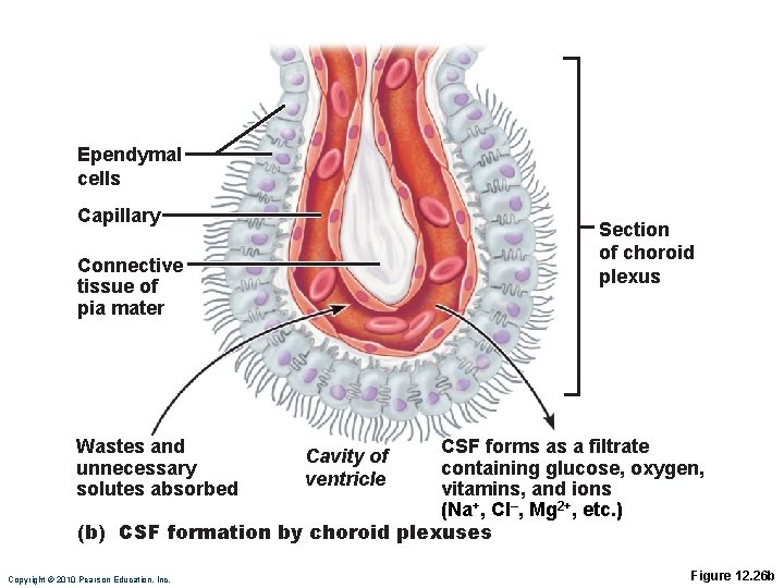 Ependymal cells Capillary Section of choroid plexus Connective tissue of pia mater Wastes and