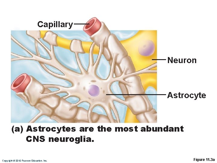 Capillary Neuron Astrocyte (a) Astrocytes are the most abundant CNS neuroglia. Copyright © 2010