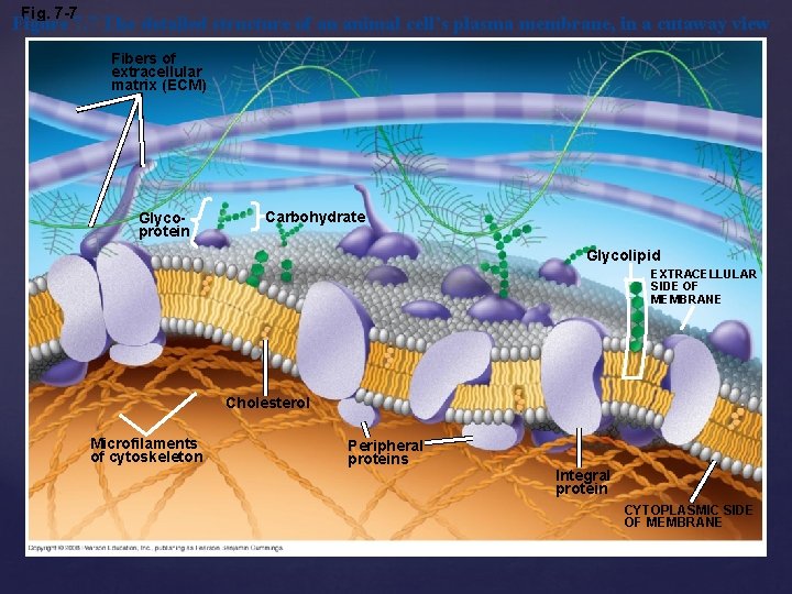 Fig. 7 -7 Figure 7. 7 The detailed structure of an animal cell’s plasma