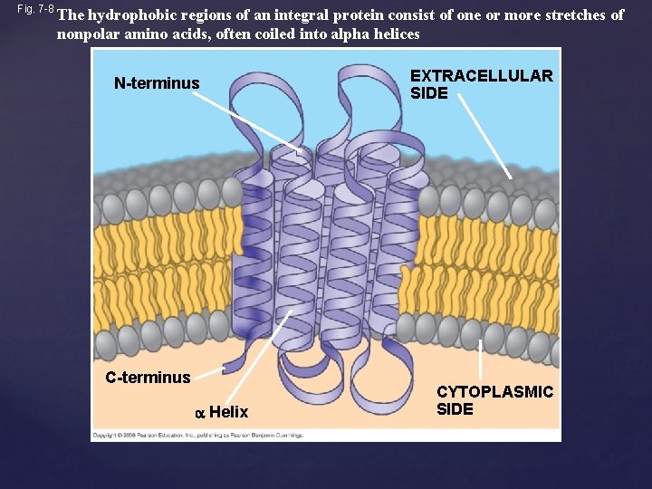 Fig. 7 -8 The hydrophobic regions of an integral protein consist of one or