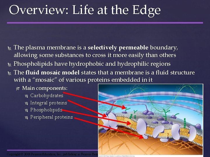 Overview: Life at the Edge The plasma membrane is a selectively permeable boundary, allowing