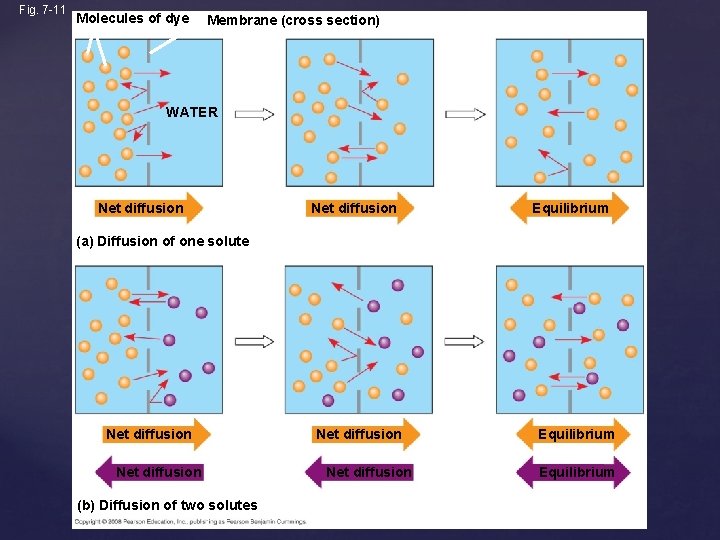 Fig. 7 -11 Molecules of dye Membrane (cross section) WATER Net diffusion Equilibrium (a)